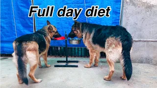 German shepherd diet | Jack and Flexi ki full diet.