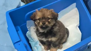 Este PERRO se quedó SIN HOGAR, porque nadie lo quiere 😥