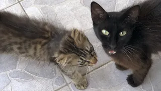 This Stray Mother Cat Brought Her Only Kitten to Me!