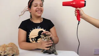 Shfa Learns How To Foster a Kittens