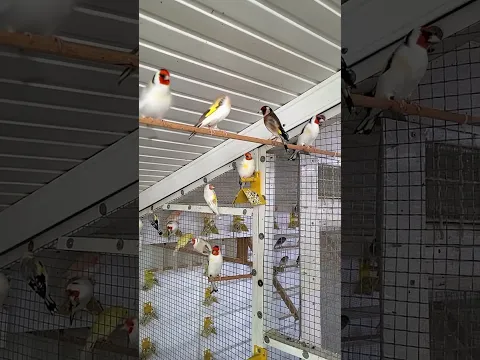 $2000 worth of Goldfinches