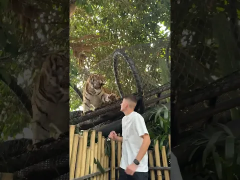 JANKA NAPAO TIGAR ! 😱