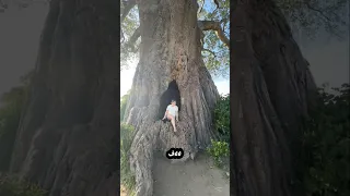 أغرب خمس أشجار موجودين علي سطح الأرض والاخير غريب جدا 😱