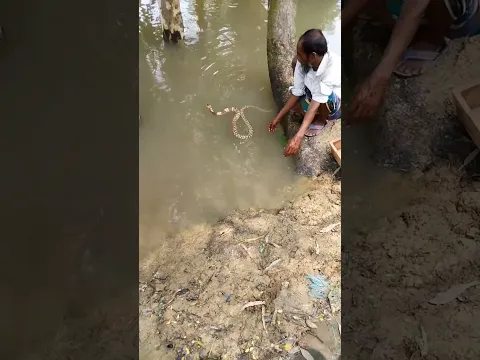 সাপের গোসল