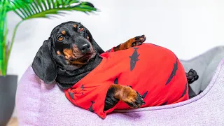 I'm a Fat Boy! Cute & funny dachshund dog video!