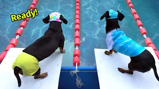Ep 57: The WIENERLYMPICS! — (Cute & Funny Wiener Dog Video)