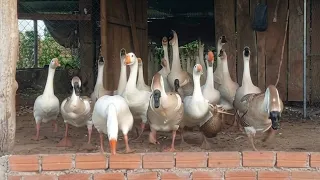 Happy Geese Rush for Food, Then Enjoy a Fun Swim in the Pond 🪿🌿💦
