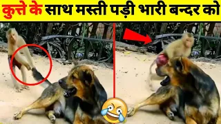 इन जानवरों की हरकते देख कर हसी 🤣 रॉक नही पाओगे🤣#animalfunnymoments