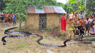 শান্তিপুর অশান্ত হলো ডাবল কি*লারের দাপটে! 😱 জোড়া কালাচ উদ্ধার! #silentkiller #snakevideo
