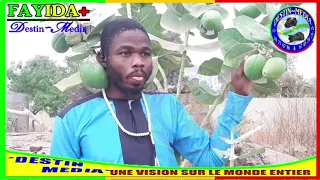 FAÏDA DE L'ARBRE FOCOFOCO Houstaz AMADOU SANGARÉ alias  SANGARÉ-MORI  Tel: 00223 72 02 58 86
