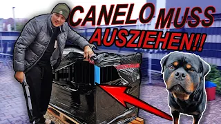 Canelo muss ausziehen! 🥺 (es tut mir leid)