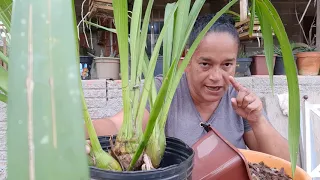 cultivar cymbidium é muito fácil veja esse vídeo