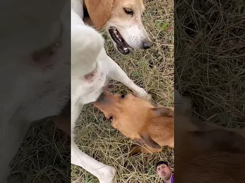 #dog #amazing #goldenretreivers #funny #comedy #pets #animals #retreiver #petlover