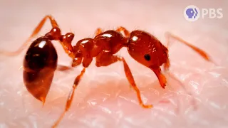 The 4 Most Ruthless Ants We’ve Ever Filmed | Deep Look