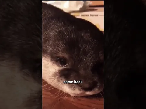 Crying little otter 🦦 #rescue #animals #shortvideo #cute