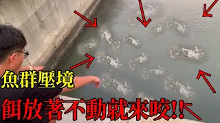 狂暴排水溝魚群壓境！餌放著不動就會咬！黑鯛紅槽石鱸樣樣有！舒服