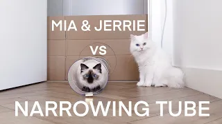 Mia and Jerrie vs Narrowing tube | (or Mia vs Jerrie in narrowing tube haha) | mmeowmmia