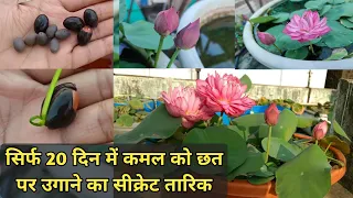 सिर्फ 20 दिन में कमल को छत पर उगाने का जबरदस्त तरीका || How to grow Lotus Plant on Terrace #lotus