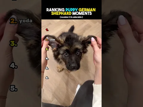 Ranking Puppy German Shephard Moments