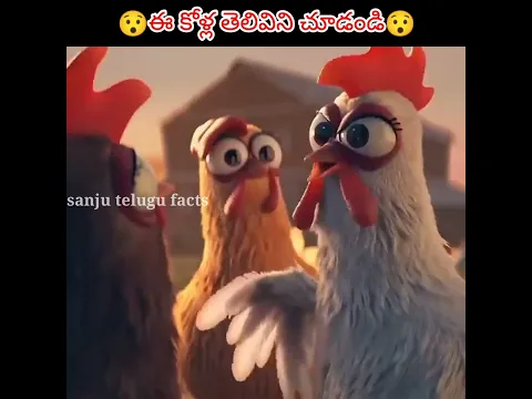 😯ఈ కోళ్ల తెలివిని చూడండి😯 || see this intelligent hens || #viral #shorts #sanjutelugufacts