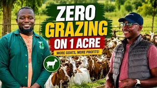 ONE ACRE Goat Farm Setup | ZERO GRAZING Success Story Worth Millions 
