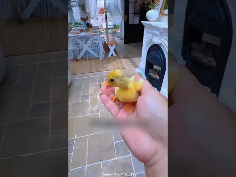 Little ducklings faced big challenges