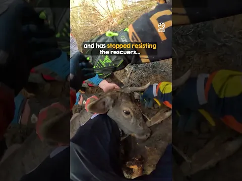 Dirt Bikers Abandon Their Ride to Rescue a Deer