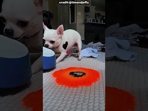 ¡HIZO UN DESASTRE Y AHORA INTENTA OCULTARLO! 😂🐶🔥#shorts