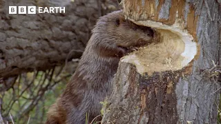 Busy Beavers Build Dam Ahead of Winter | BBC Earth | BBC Studios