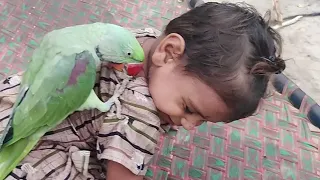 Parrot Aaj Phir Cute Baby Se Tester Cheenne Lga || Pets 31 July 2024 || Anwar Shah Ustrana Official