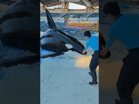 The Smart Dolphin That Only Wanted Love, Not Food #facts