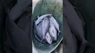طريقة اصطياد السمك في طرابلس