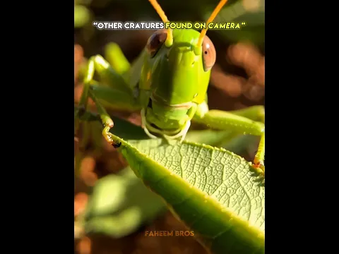 Other creatures found on camera vs this one ☠️ #trollface #trollfaceedit #meme #trending