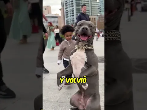 Impactante Ataque a Perro Inocente 🐶😱