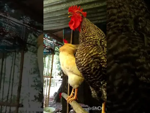 Batarazo despertador Criollo 🐓#shorts