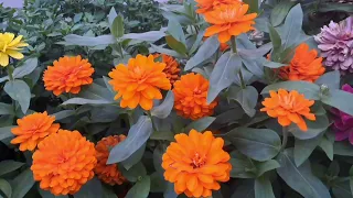 Bukuria e Allahut në lule 🌼 SubhanAllah 