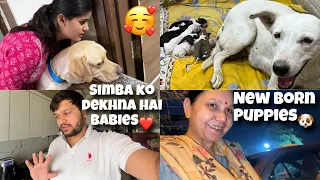 Finally Bhuri Kai Puppies Hogye❤️🐶 #newbornpuppies #puppy