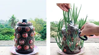 Tips for growing onions