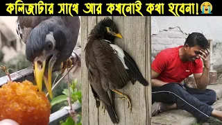 দুর্ভাগা (কথা বলা) শালিক ছানার জীবন কাহিনী |Bird Story-80| The life story of Shawl Bird|Jactok |Ep:2
