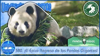 380. ¡El Épico Regreso de los Pandas Gigantes! Un Día Histórico en el Zoológico de San Diego