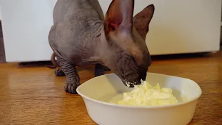 Творог для Лысой кошки Сфинкс Maggie объелась