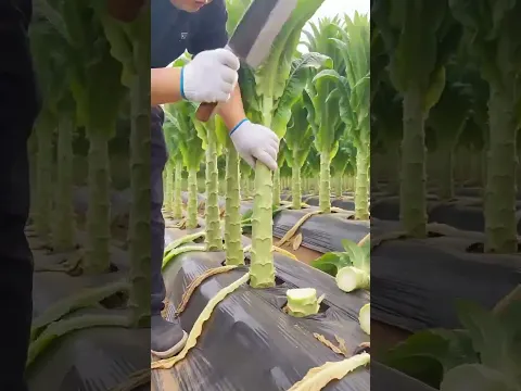 Amazing Lettuce Harvesting Technique 🌿🔥 Professional Farming Skills You Need to See! Today