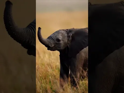 Wild Beautiful Animal Growth #funny #cute #animals