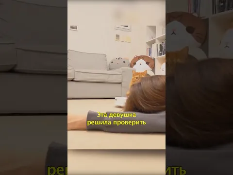 😁Реакция Котов на Падение Хозяина🐾