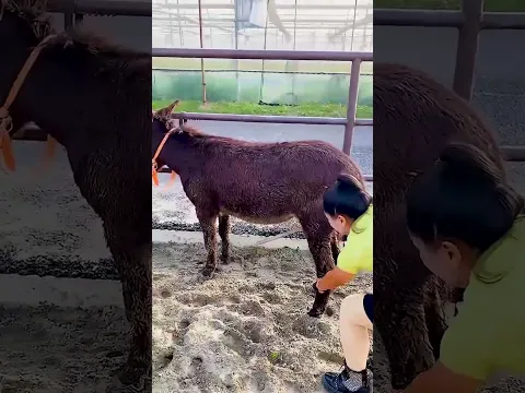 Funniest Donkey Ever! Donkey Training the fun way! 1266