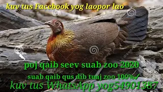 suab poj qaib seev zoo ສຽງໄກ່ຕໍ່ຕົວເມຍຕໍ່ມາດີ100%