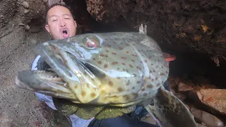 半月前打窝的神秘洞坑引来成群石斑鱼赖着不走，一条就价值千元