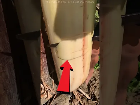 Tree Hides a Big Secret😍❤️#shorts #viral #shortsfeed