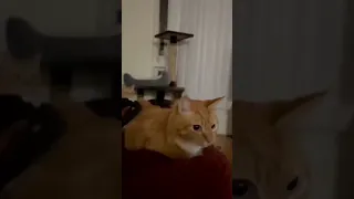 The Boing Boing Cat Meme 1 Hour / The Boing Boing Cat Original Meme 1 Hour