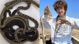 En esta trampa no volverán a caer animales.